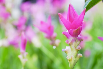  pink siam Tulip flower blooming in the garden