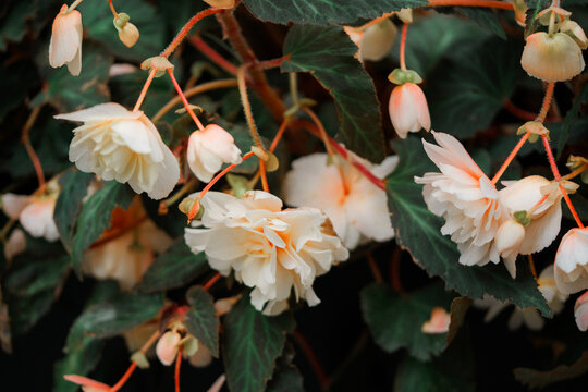 Beautiful blooming begonia flowers in the garden, stock photo