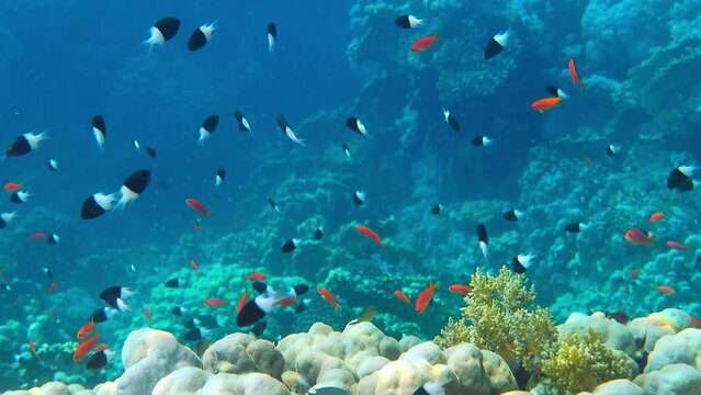 Shoal of fish on the coral reef - panorama relax video 