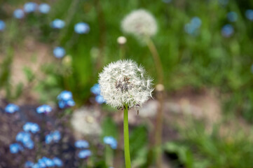 Dandelion in the grass, white dandelion seeds, forget-me-not blue flowers, spring flower meadow