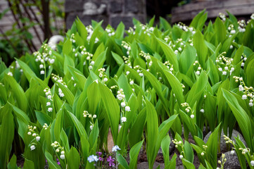 Lily of the valley little white flowers in the garden, spring nature