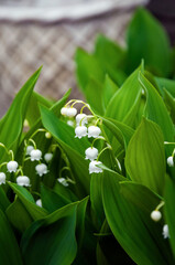 Lily of the valley little white flowers in the garden, spring nature detail