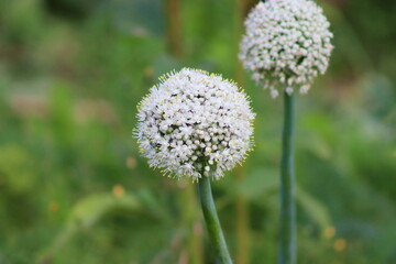 Onion flower, after pollination you can collect onion seeds