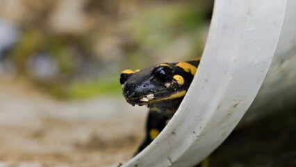 Close up portrait of Salamandra salamandra aka fire salamander in his habitat in early autumn....