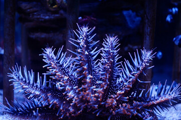 clinging to the glass, showing his stomach of Crown-of-thorns starfish.
