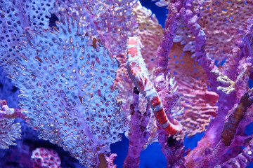 The seahorse is attaching itself to the coral. © Thitima