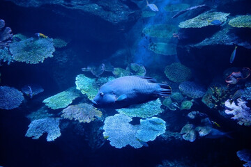 Fototapeta premium Small sea fish in sea water with coral in the background.