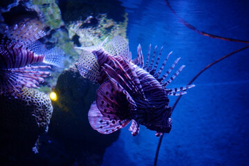 Lionfish swimming under the sea.