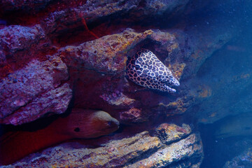 A sea eel is poking its head out of a log.