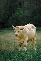 Fototapeta premium Captivating Charolais cattle grazing. Majestic French Charolais cows gracefully roaming in a picturesque meadow on a sunny day.