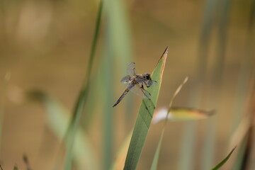Brown dragonfly on a green leaf