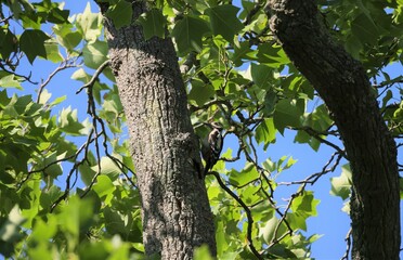 Woodpecker on the trunk of a deciduous tree