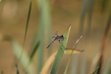 Brown dragonfly on a green leaf
