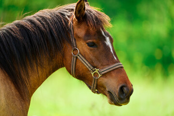 Obraz premium Powerful and elegant, a brown horse against a vibrant green field, creating a tranquil and captivating scene. Capturing the essence of grace and power, this close-up portrait features a stunning brown