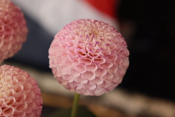 Pink flowers with a round head with a blurred background