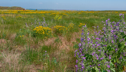 Thickets of Wild Mallow and Hypericum perforatum bloom on Berezan Island, Ukraine