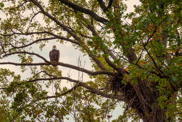 Bald Eagle Perched On A Branch Near Her Nest In Fall In Wisconsin