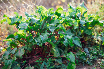 Green beet leaves with red stems. Beets in the garden. Ripe beets in autumn. Harvesting.