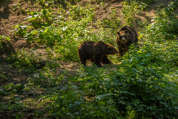 Couple of brown bears are looking for food. Close up two big brown bears in the forest. Dangerous animals in natural habitat. 