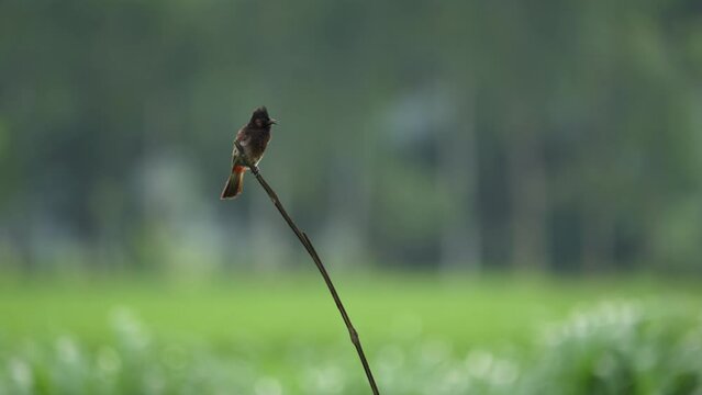 A red-vented bulbul, Pycnonotus cafer, also called common bulbul or sipahi bulbul, sits softly in a green field in Bangladesh, delicately preening its feathers in calm natural light