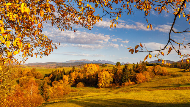 View of autumn landscape framed by colorful foliage at sunset, The Western Tatras mountains in Slovakia in a background. The Orava region of Slovakia, Europe.