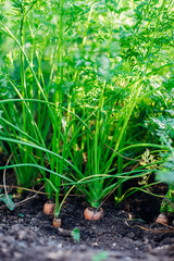 Young carrots in the garden. Carrot bushes planted in a row . Growing vegetables in rural areas. Care and treatment of plants. Future harvest.