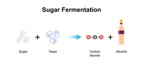 Scientific Designing of Sugar Fermentation. Alcohol Production by Yeast and Sugar. Vector Illustration.
