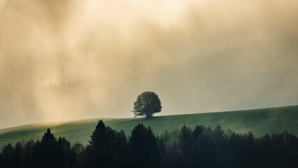 Lonely tree in autumn misty mountainous landscape with morning sun rays shining through the clouds....