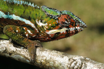 Cameleon panthere; male; Furcifer pardalis; Madagascar