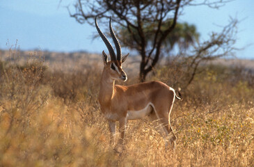 Gazelle de Rainey, Gazella raineyi , Parc national de Samburu, Kenya