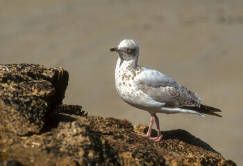 Goéland argenté, .Larus argentatus, European Herring Gul