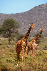 Girafe réticulée, Giraffa camelopardalis reticulata, Parc national de Samburu, Kenya