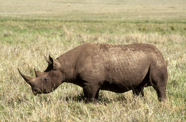 Fototapeta premium Rhinocéros noir, Diceros bicornis, Parc national du N Gorongoro crater, Tanzanie