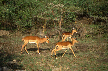 Impala, Aepyros melampus, Parc national de Nakuru, Kenya