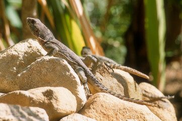 Oplure de Cuvier, Iguane, Oplurus cuvieri, Madagascar
