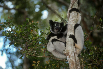 Lemur indri, Indri indri, Madagascar