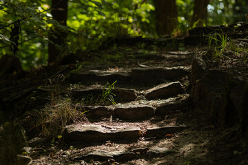Kamienne schody w lesie