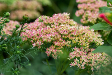  purpure flowers of Hylotelephium spectabile close-up. Floral background. 