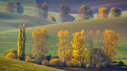 Autumn sunny rural landscape with a row of colored trees. The Turiec region of Slovakia, Europe.
