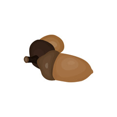 acorn on white background.vector illustration