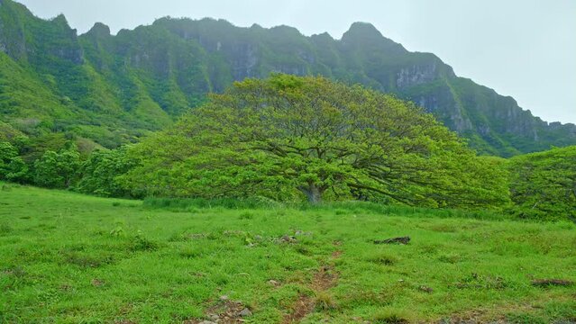 Hitachi tree in front of Kōnāhuanui mountain. Monkeypod tree