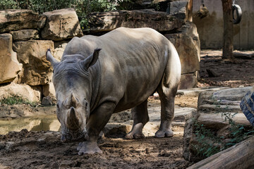 Fototapeta premium witte neushoorn