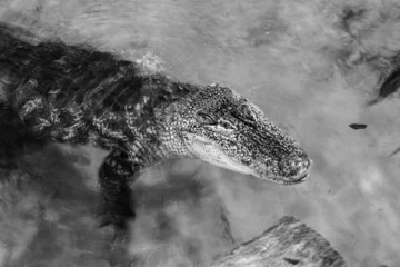 Tapeten krokodil in zwart wit © franky