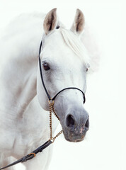 art portrait of white amazing arabian stallion against white background. close up