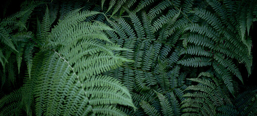 Natural green dark background. Details of fern leaves. Horizontal image