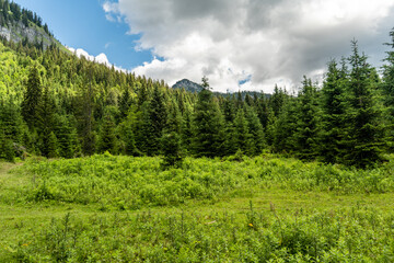 Fototapeta na wymiar Dense green mountain vegetation in the Alps