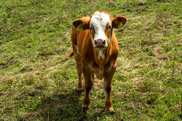 A cow in an alpine pasture