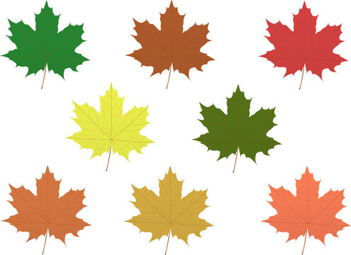 Multicolored autumn maple leaves, fall. Vector drawing, elements. Transparent background. Vector color drawing
