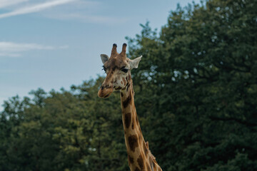 Close up photograph of a Giraffe