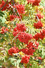 Clusters of ripe rowan on branches in autumn